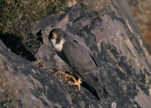 Faucon pèlerin